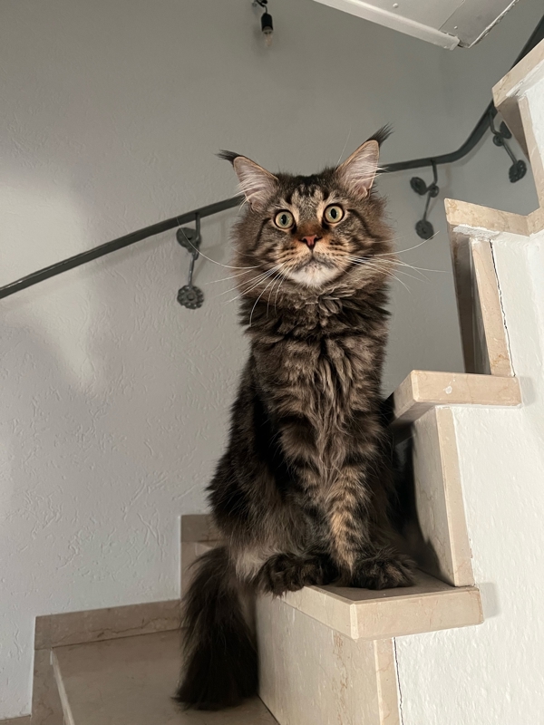 Maine Coon Deckkater Mit StammbaumNiederkassel Katzen Kostenlose