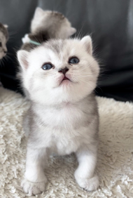 LGaaPf bitte nur whatsapp