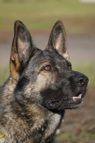 hundeschule zucht verkauf