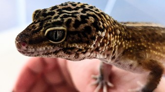 Ruhrpott Geckos