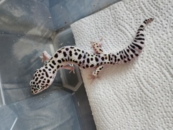 Leopardgeckos-SHG 