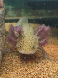 Axolotllove