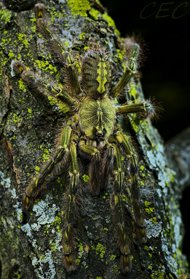Spiders&Snakes