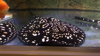 Aquarist