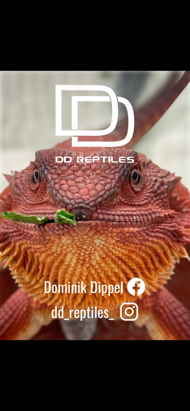 DD-Reptiles