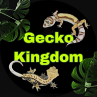 Gecko_Kingdom_