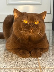 Pamuk 