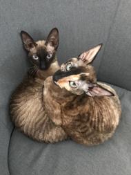 Cornish Rex von Saxonia Eleganz 