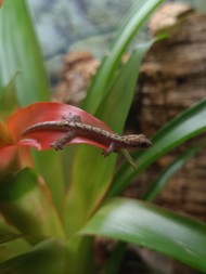 Alexanders Exotenzimmer