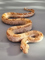 imperator _constrictor