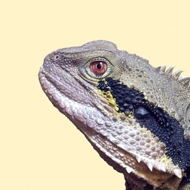 DRAGONZOO.de