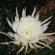 Claudia