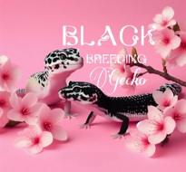 Black breeding Gecko