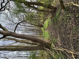  NehlNi
