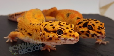 Schwabengeckos