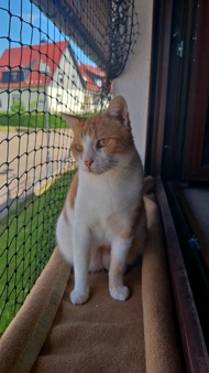 MomoMilo