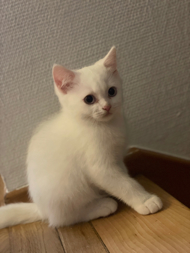 Chiara Su Chávez Uchuya