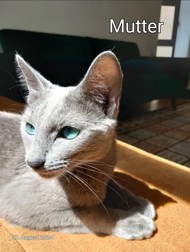 Hobbyzüchter Russichblau bei Haarlack