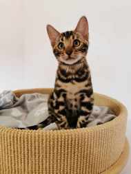 BengalCro
