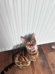 Bengal vom Kinzigtal