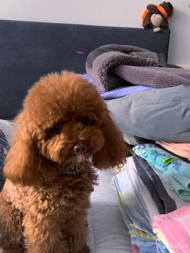 Walter