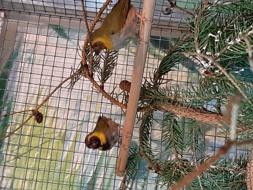 Papageienfreund