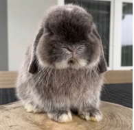 kleine Zwerge aus MV