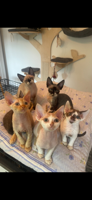 Celesta Devon Rex Devon Rex