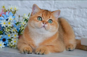 Cattery from Krumbachdiamants 