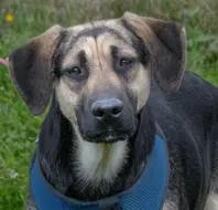 Tierschutzverein Casa Animales e.V.