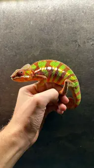 Marvin