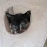 K.F. 