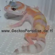 GeckosParadise