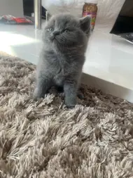 Katten