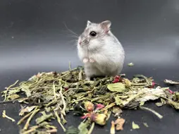 Zwergnasen Hamstery