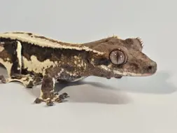 Crestie