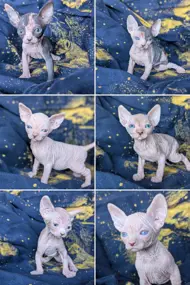 Sphynxcats