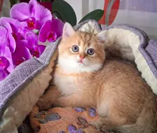 Bkh kitten