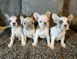 Frenchi 