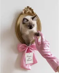Siam kitten 