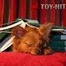 Toy-Hit