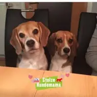 Hanni Westermair