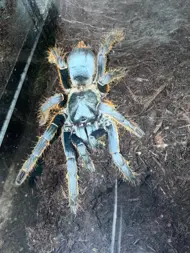 spider_tales
