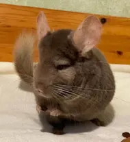 Chinchilla Paradies 