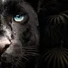 lionaa