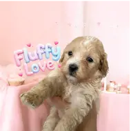 Fluffy Love