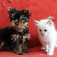 Gabriele Sonnenschein