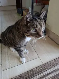 Ingrid Lönnendonker