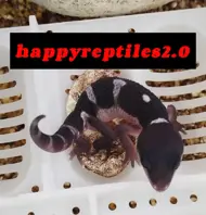 happyreptiles2.O