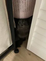 Carlos matteo Alinc Alinc